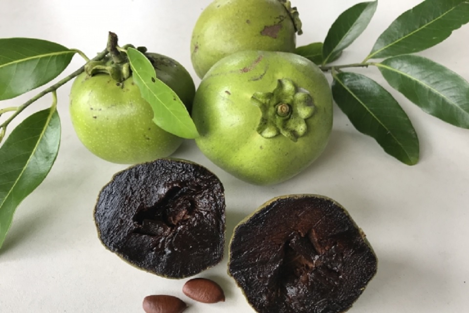 The Benefits You can Get from Growing Black Sapote in Your Garden